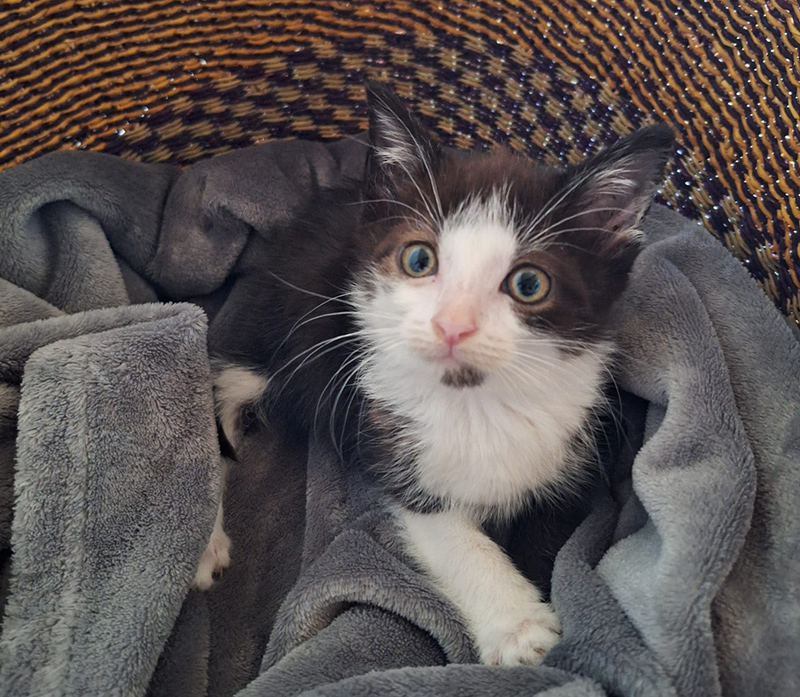 Katzenkinder